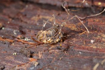 Media type: image;   Invertebrate Zoology 49771